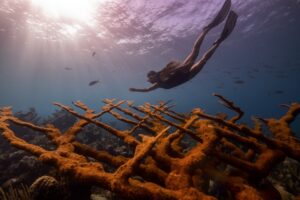 A person swimming in the ocean next to some coral.