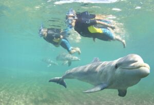 A group of people swimming in the water with dolphins.